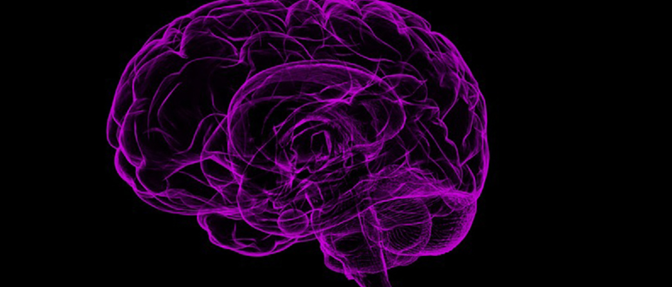 brain